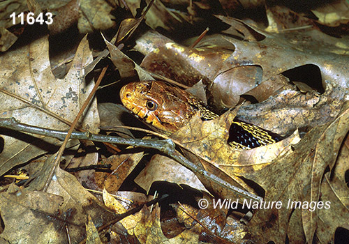 Fox Snake (Elaphe vulpina)